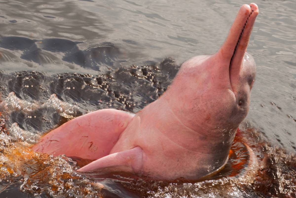 Amazon river dolphins the amazingly pink "guardians of the river